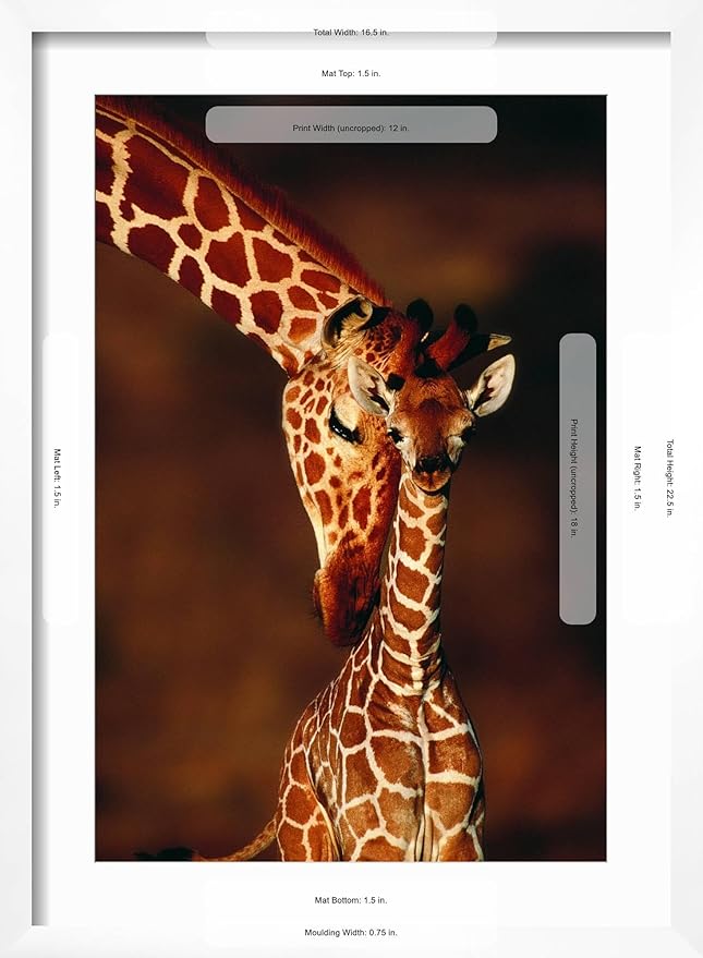 Framed Wall Art Prints Giraffe and Baby by Lantern Press, Animals Decor, 12" x 18", White Frame with White Mat