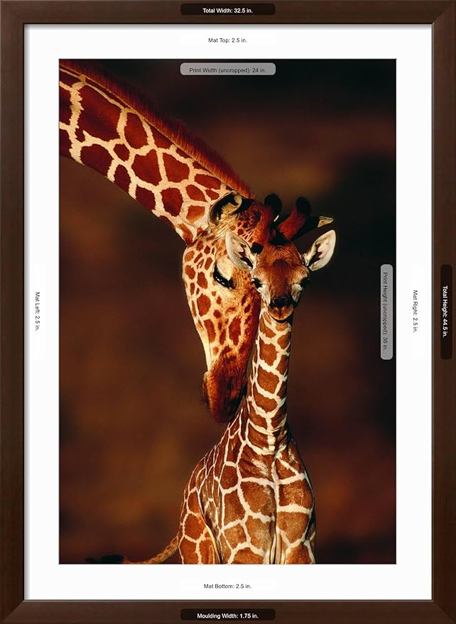 Framed Wall Art Prints Giraffe and Baby by Lantern Press, Animals Decor, 24" x 36", Espresso Frame with White Mat