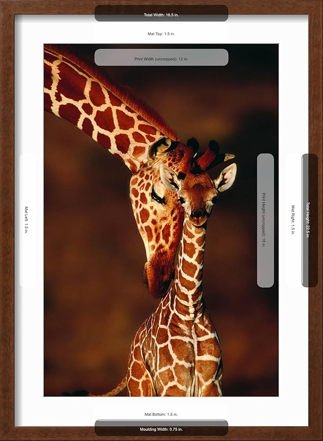 Framed Wall Art Prints Giraffe and Baby by Lantern Press, Animals Decor, 12" x 18", Espresso Frame with White Mat