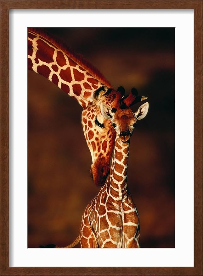 Framed Wall Art Prints Giraffe and Baby by Lantern Press, Animals Decor, 12" x 18", Espresso Frame with White Mat