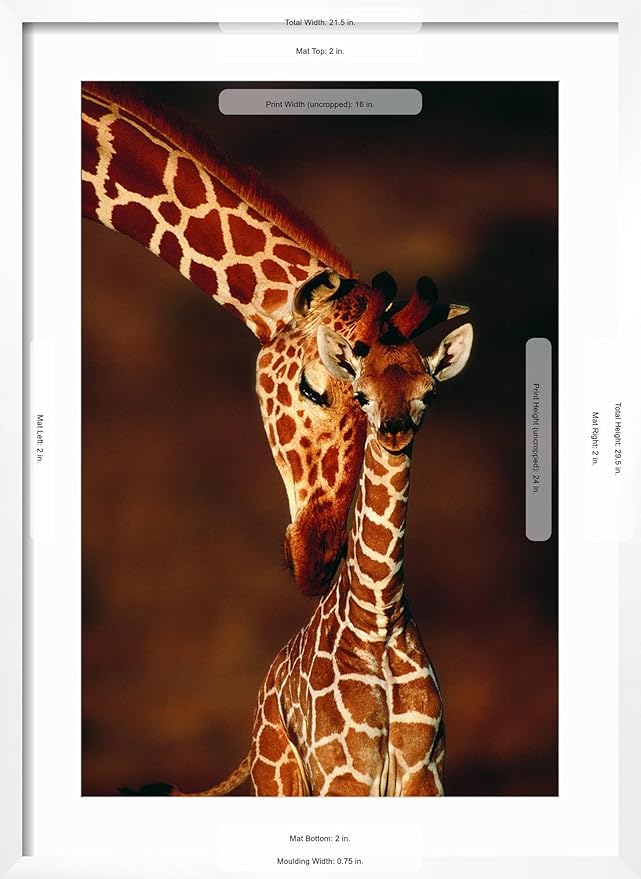 Framed Wall Art Prints Giraffe and Baby by Lantern Press, Animals Decor, 16" x 24", White Frame with White Mat